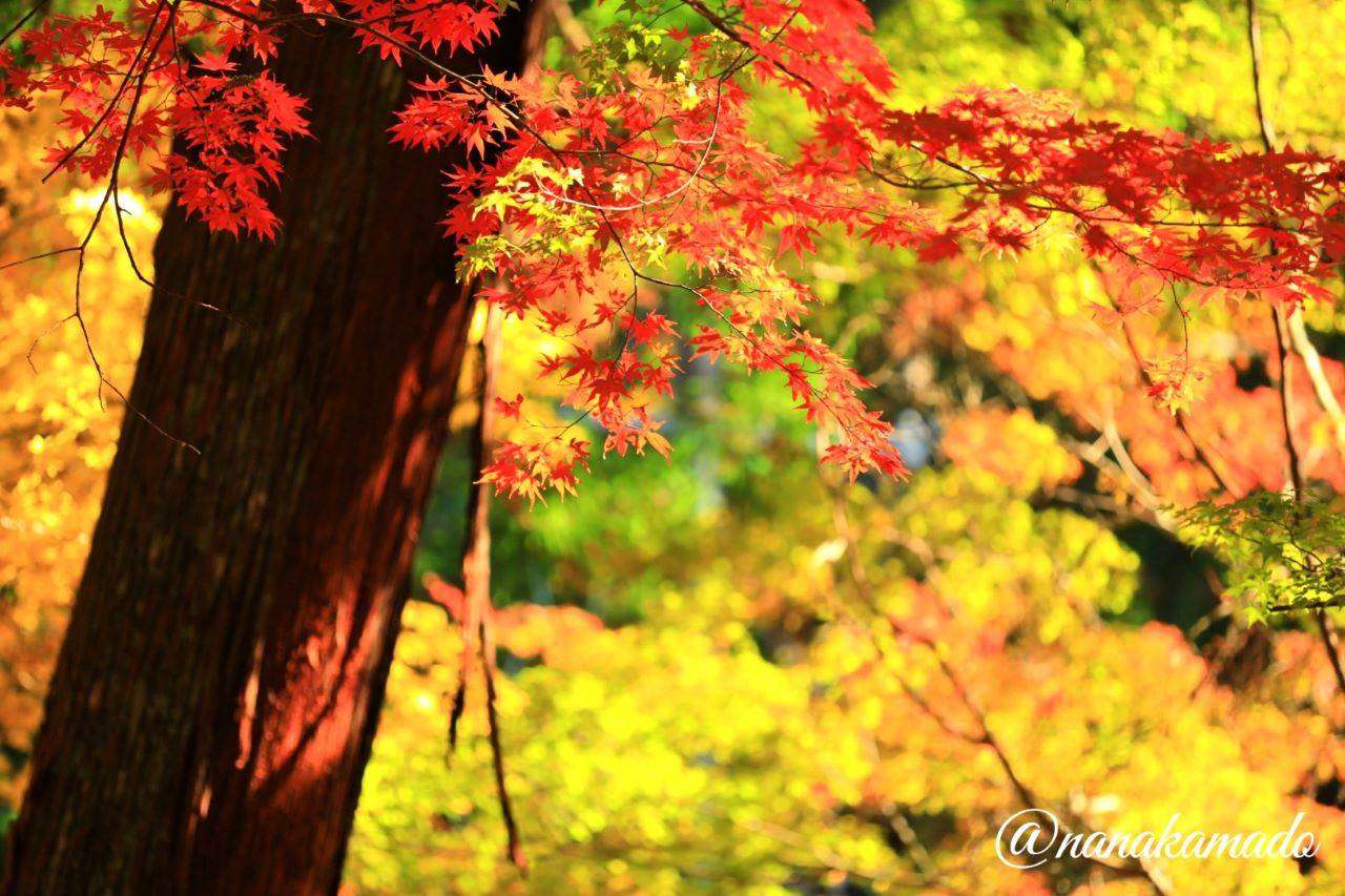 小國神社紅葉