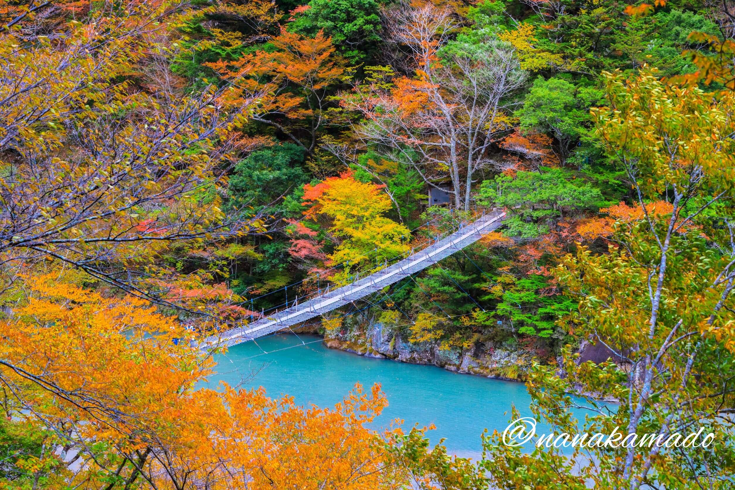 寸又峡夢の吊り橋紅葉