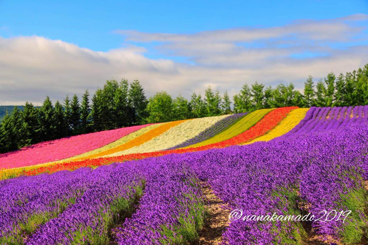 ファーム富田2019年