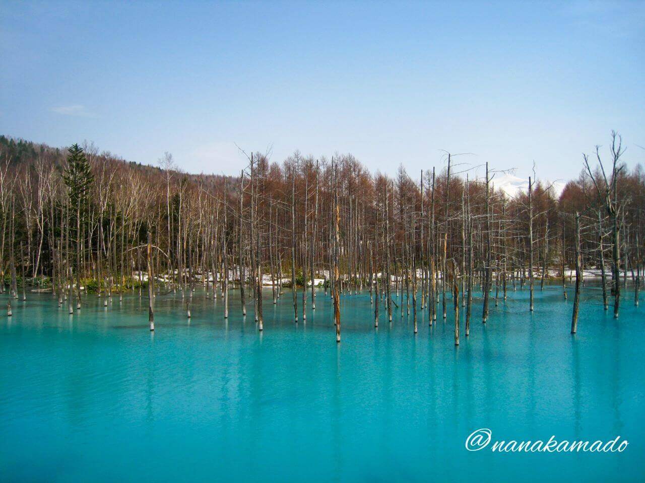 春の青い池